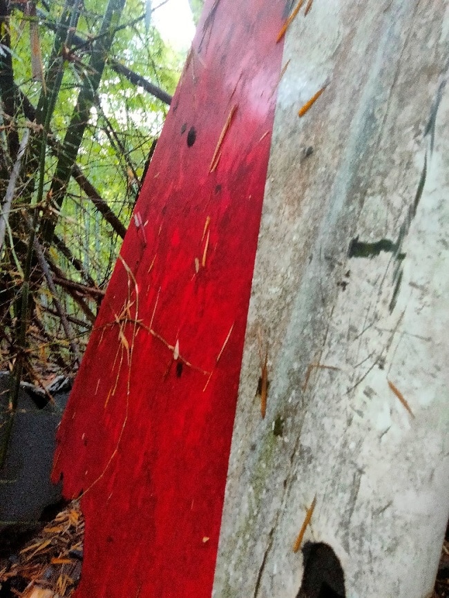 Lauda Air Flight 004 Vertical Tail Piece